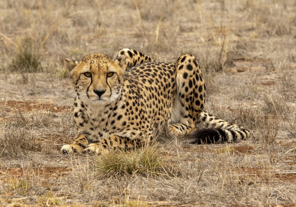 A cheetah resting on golden savannah grass at dusk